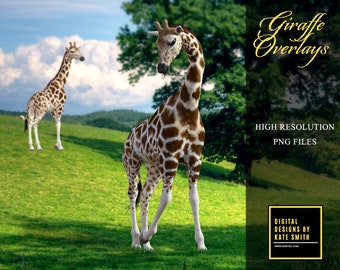 14 Giraffe Overlays, Separate PNG Files, High Resolution, Instant Download.