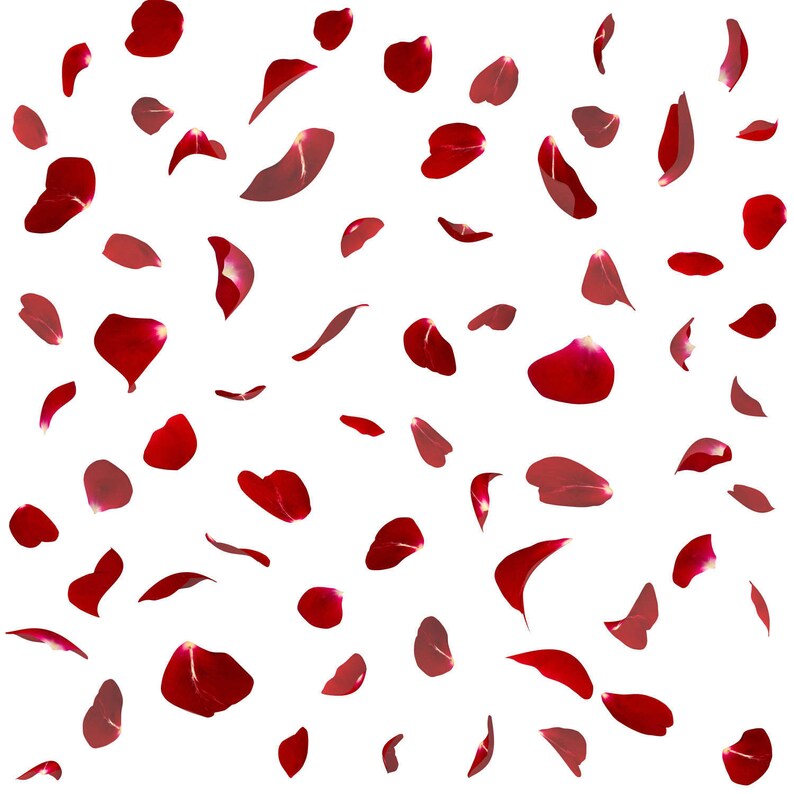 Buy 3 Get One Free. 6 X Falling Rose Petal Overlays Separate Etsy