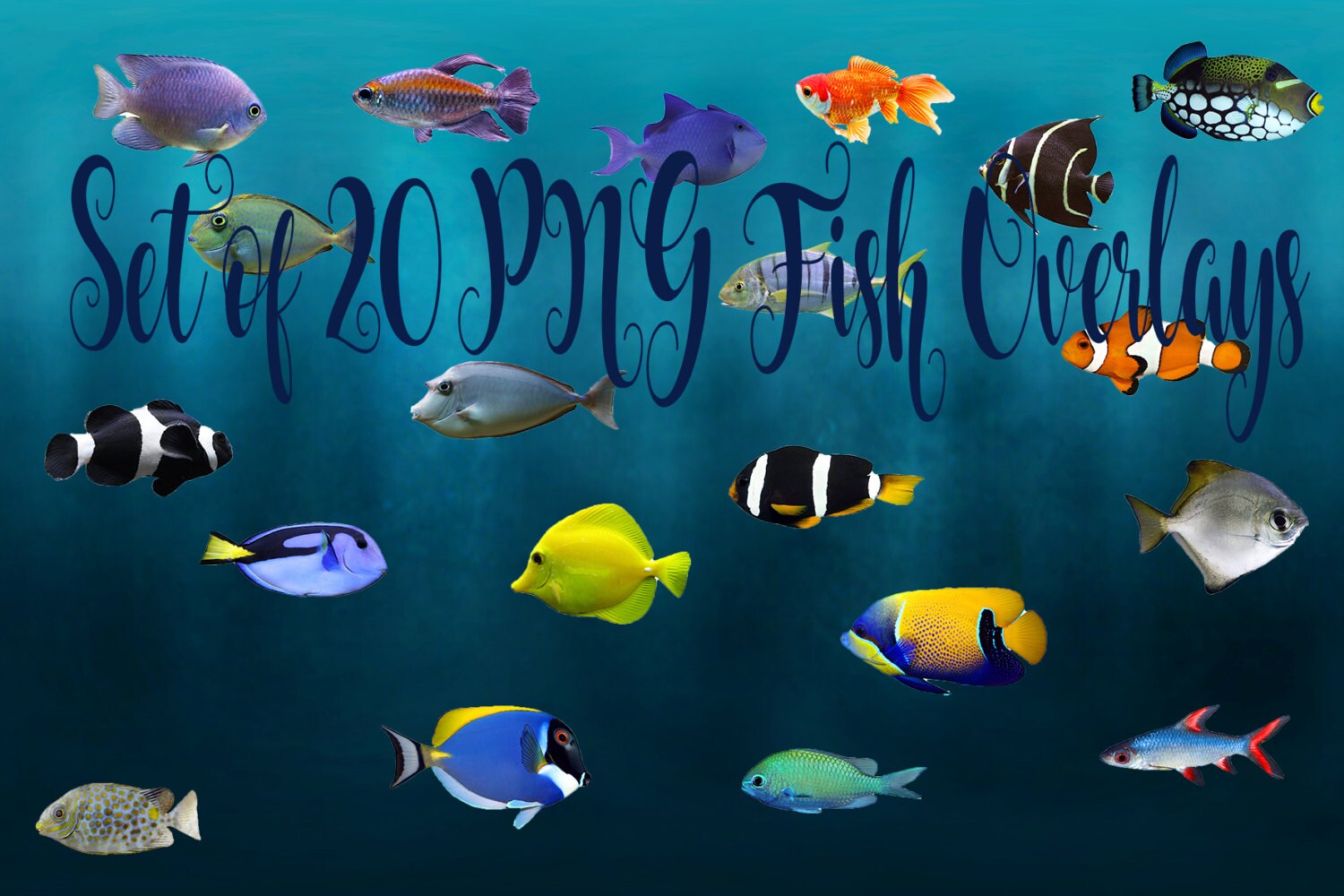 salmon stock overlays fish digital fish photoshop Fish PNG digital