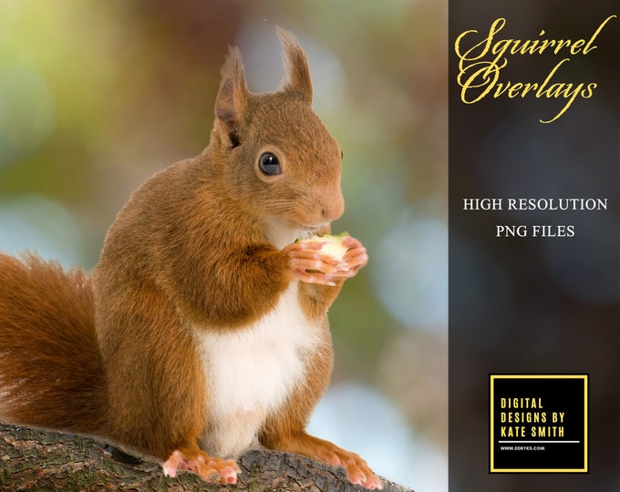 Buy 3 get one free. Pack of 15 Red Squirrel Overlays, Separate PNG's With Transparent Backing, Instant Download.