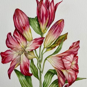 Puede incluir: Pintura acuarela de un ramo de lirios rosas con hojas verdes. Los lirios están en diferentes etapas de floración, algunos están completamente abiertos y otros todavía en capullo. La pintura está firmada "N. Robinson" en la esquina inferior derecha.