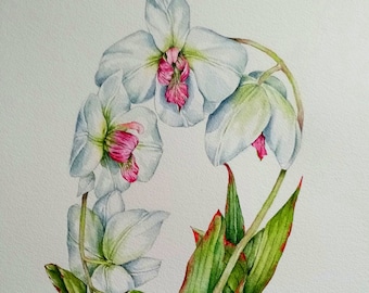 Orchids and leaves,  Original painting in watercolour by Norma Robinson