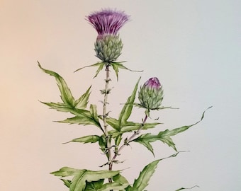 Scottish Thistle Limited Edition Print, by Norma Robinson