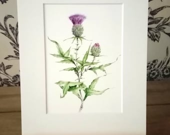 Scottish Thistle Limited Edition Print, by Norma Robinson