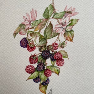 Brambles Botanical 8, Original painting in watercolour by Norma Robinson