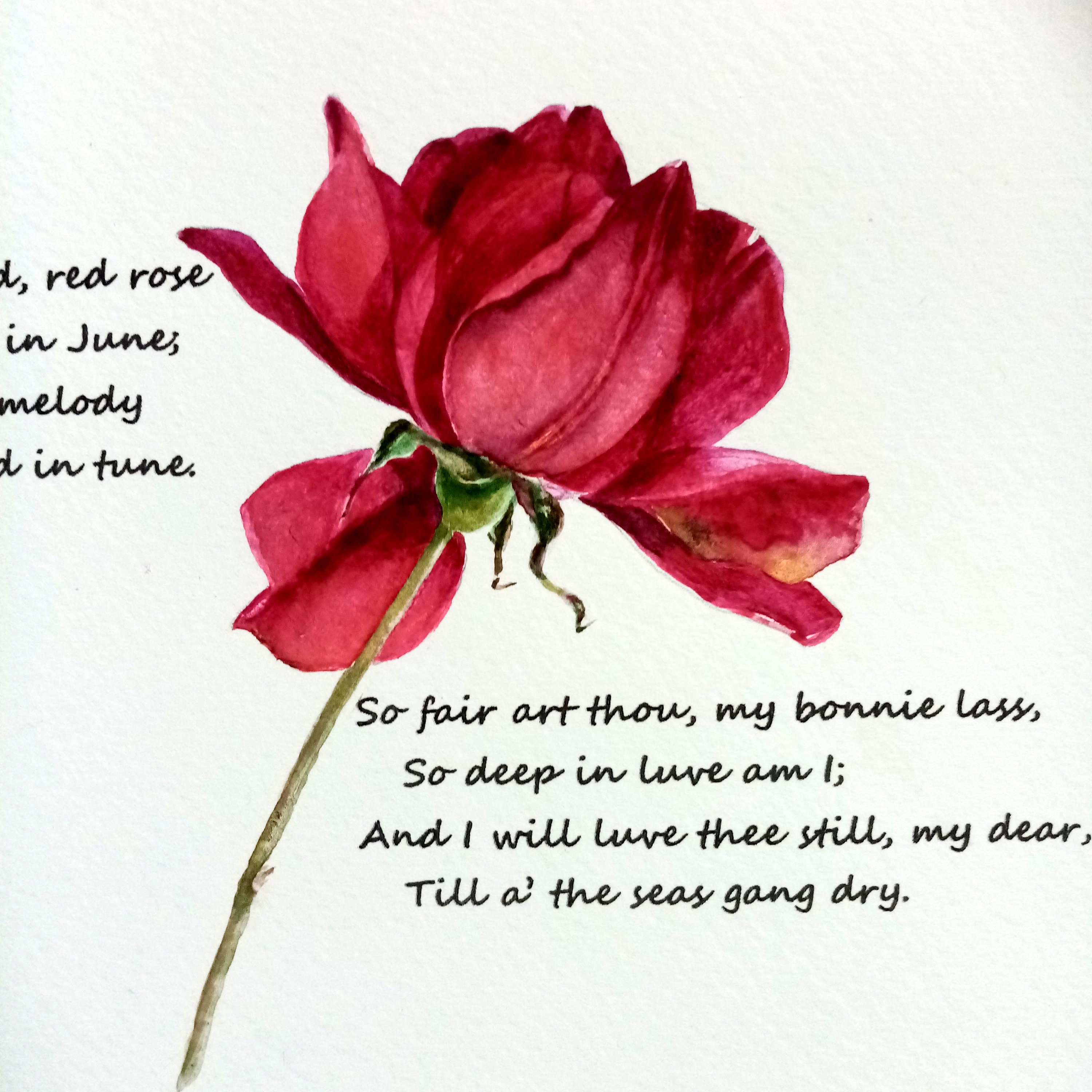 burns red red rose burns red red rose
