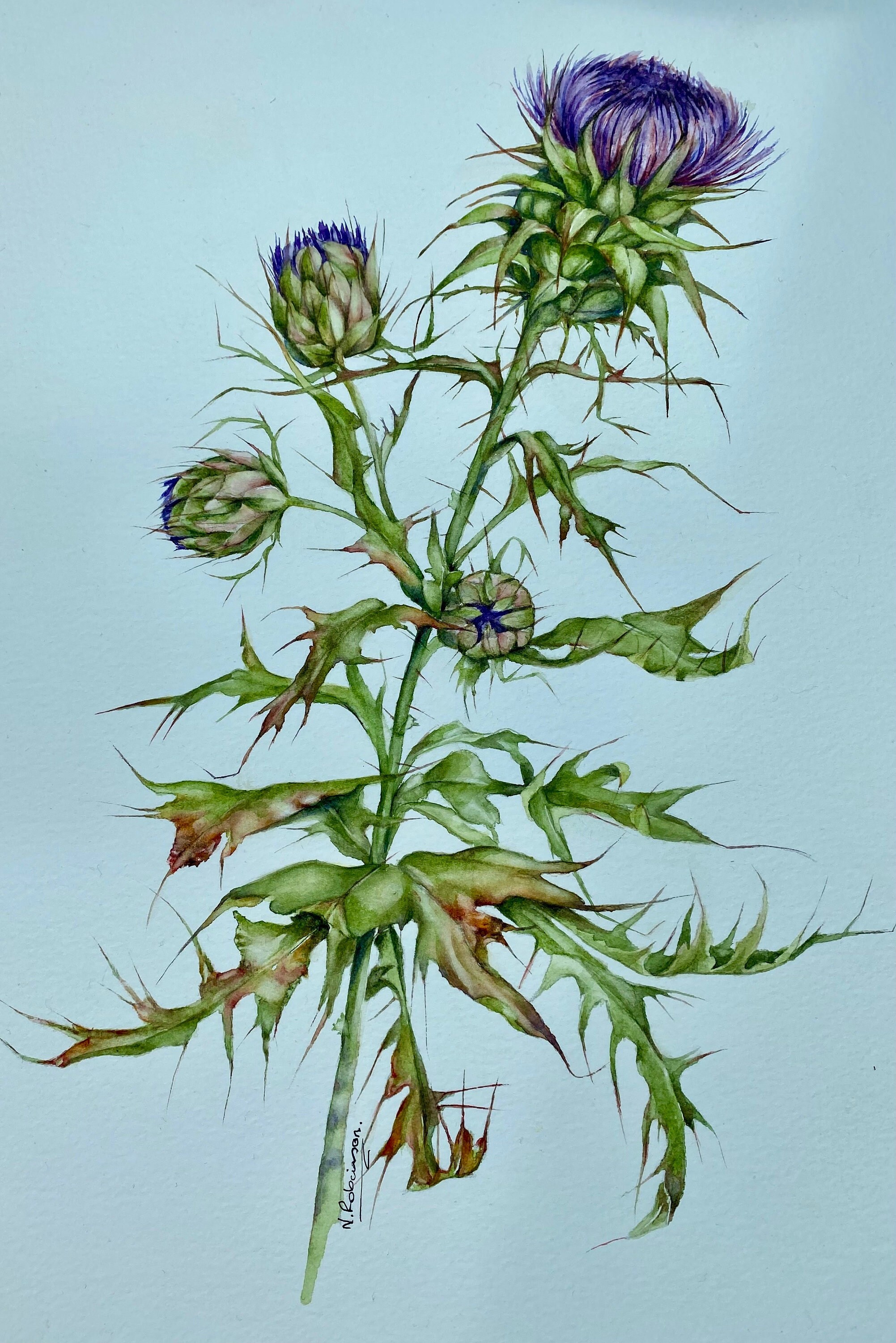 Scottish Thistle, Milk Thistle, Original Painting by Norma Robinson
