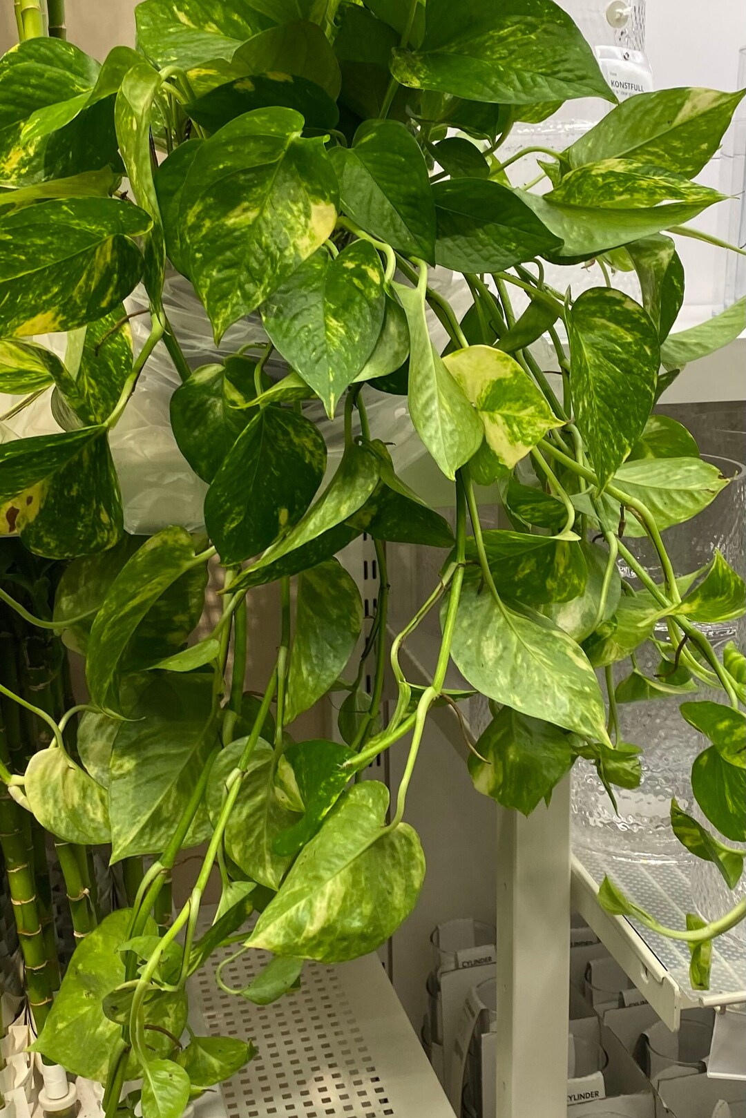 Large Variegated Golden Pothos Etsy