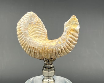 Custom Lamp Finial Featuring a Complete Pre Historic Madagascar Oyster Shell