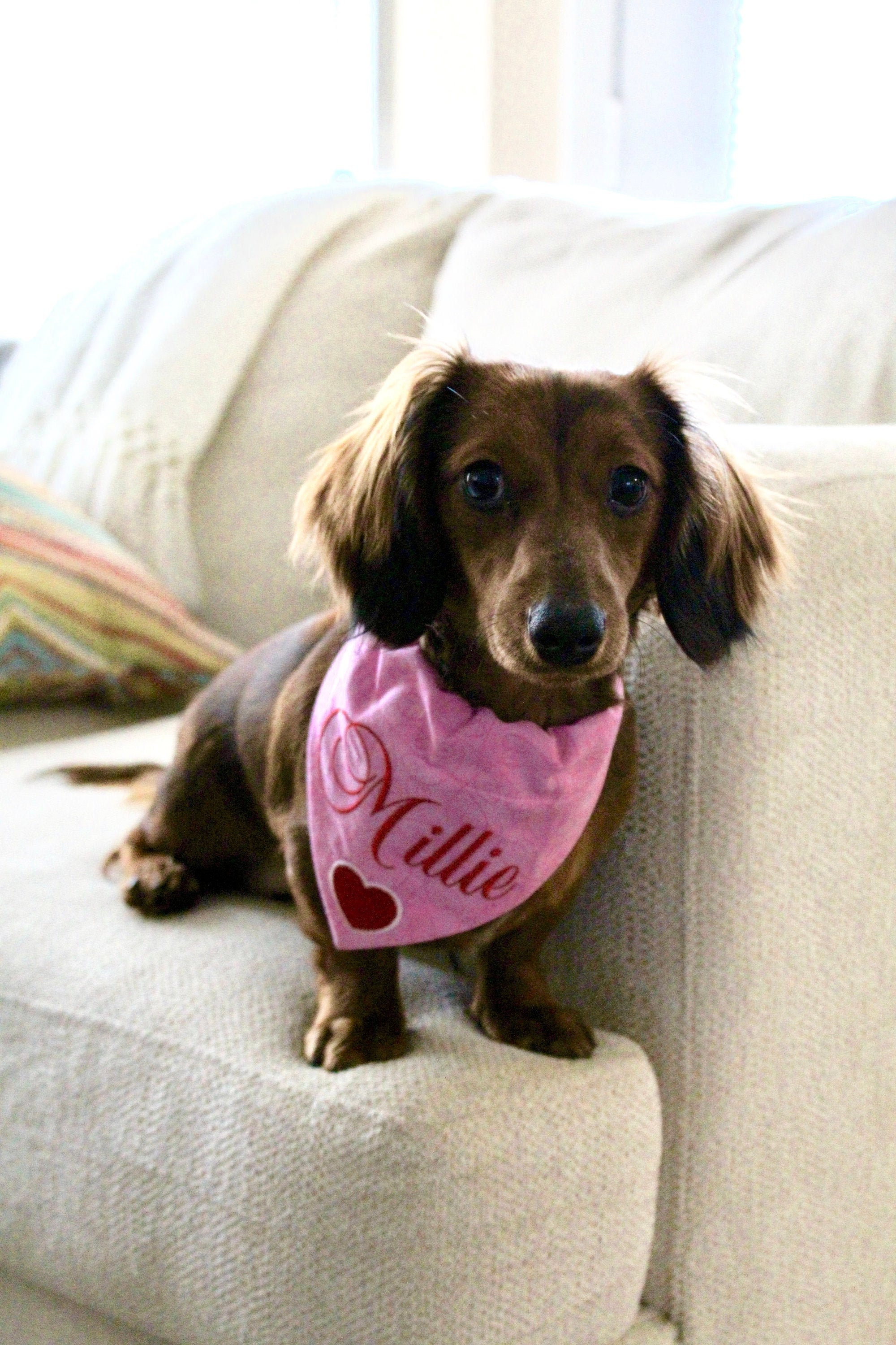 Bandeana de Chien Personnalisé - Custom Over The Collar Dog Bandana