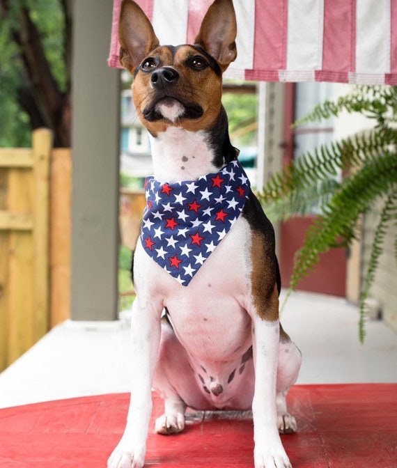 4th of july dog collar Clearance