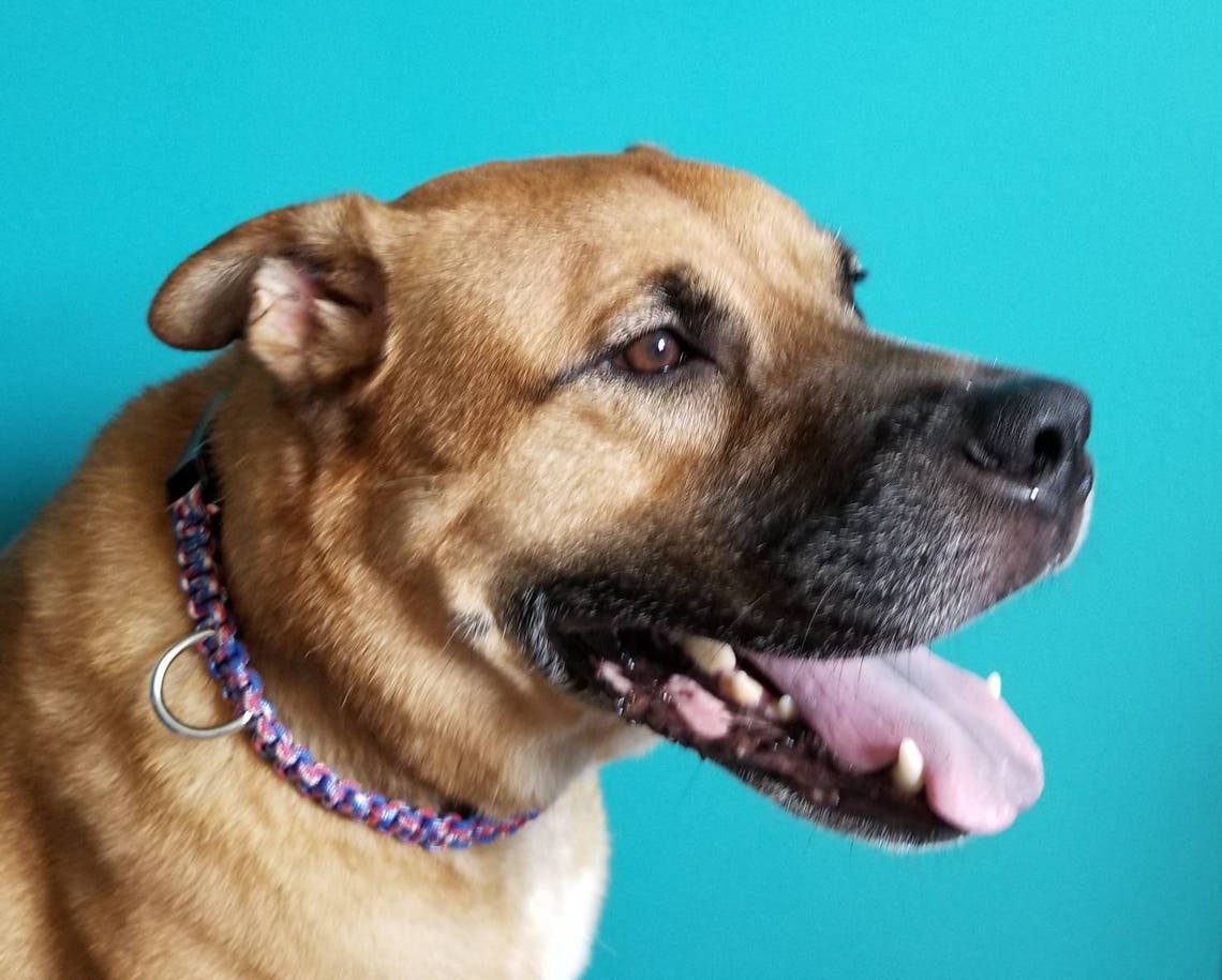 Rotes weißes und blaues Paracord Hundehalsband | Etsy