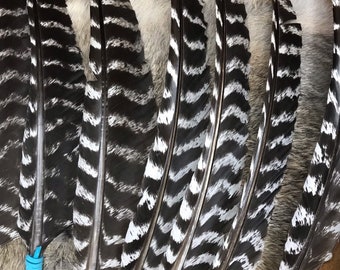 May include: A set of seven black and white striped feathers with turquoise blue and black wrappings. The feathers are tied together at the base and are arranged in a fan shape.