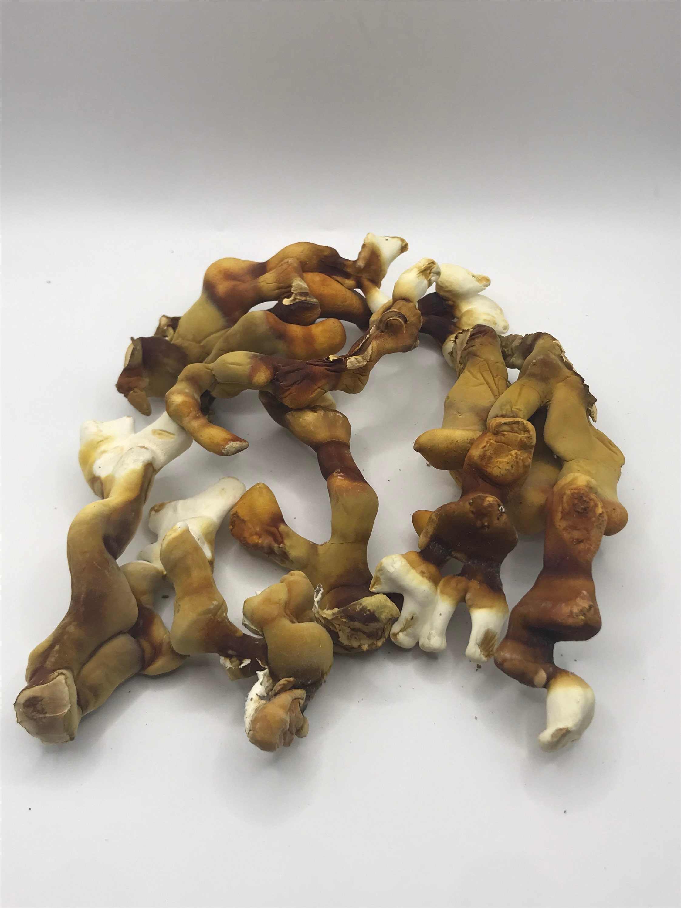 Dried Reishi Mushrooms/antlers. Medicinal Mushroom. Etsy