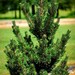 Kotobuki Japanese Black Pine 2 Gallon