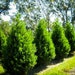 Leyland Cypress 1-2 Foot