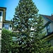 Monkey Puzzle Tree 3 Gallon