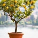 Meyer Lemon Tree 1-2 Foot