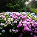 Penny Mac Hydrangea 3 Gallon