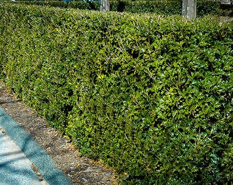 Gulftide Osmanthus 3 Gallon