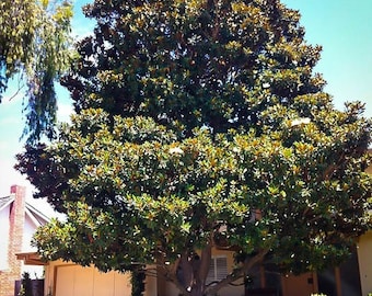 Little Gem Southern Magnolia 3 Gallon
