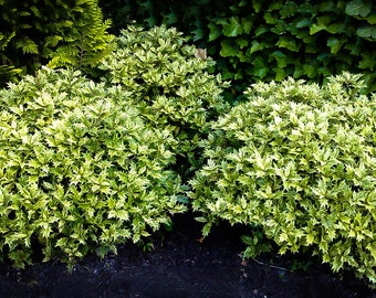 Goshiki Osmanthus 3 Gallon