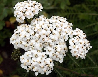 Yarrow Hydrosol (protective mist)