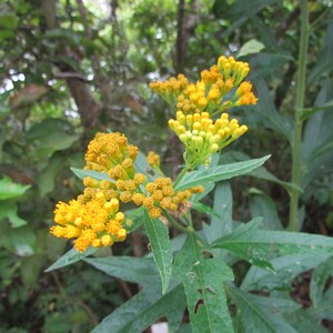 May include: Close-up of a plant with bright yellow flower clusters. The flowers are in full bloom, with many small, round buds. The plant has green leaves with a serrated edge, and the background is blurred with green foliage.
