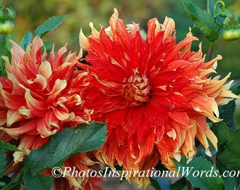 Red and yellow Dahlia, 5x7 Photo Greeting Card or Print, Original Photo in a Premium linen card, blank card, Photo Print, Nature Photography