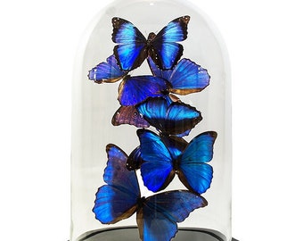 Campana de cristal con mariposas morfo azules (mezcla)