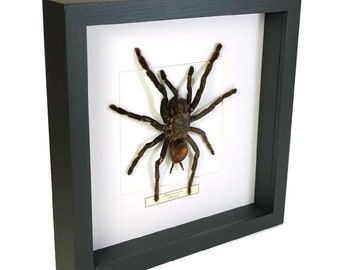 Choose your frame! Mounted spider: Haplopelma minax