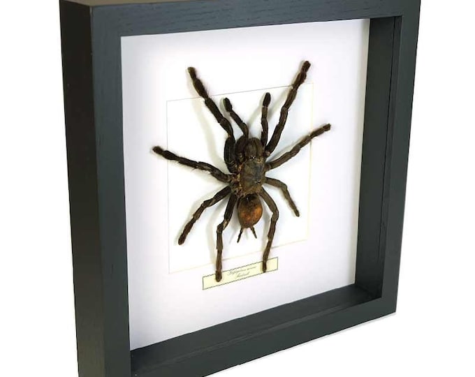 Haplomia minax  Spider vs Scorpion in a Frame main image 0