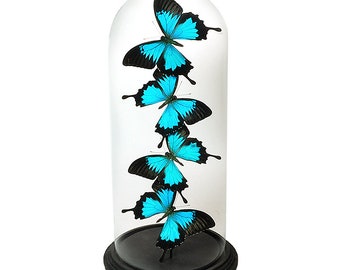 Glass dome with Papilio Ulysses (4)