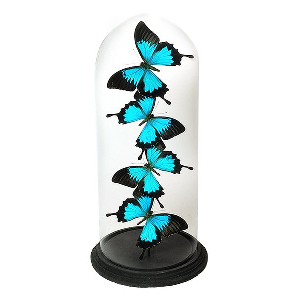 Glass dome with Papilio Ulysses (4)