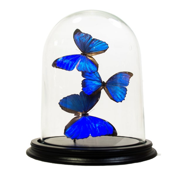 Cloche avec morpho menelaus (3)