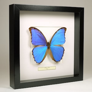 珍しい青いモルフォ蝶の額入り剥製 - Morpho cypris - Etsy 日本