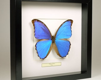 Choose your frame! Mounted butterfly: Morpho Didius