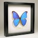 see more listings in the Framed butterflies section