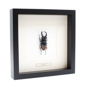 Choose your frame! Mounted beetle: Hexarthrius parryi