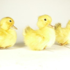 以下が含まれることがあります： 黒い目をしたふわふわの黄色いアヒルの子が3羽います。アヒルの子は一列に並んでおり、一番後ろに大きいアヒルの子、一番前に小さいアヒルの子がいます。