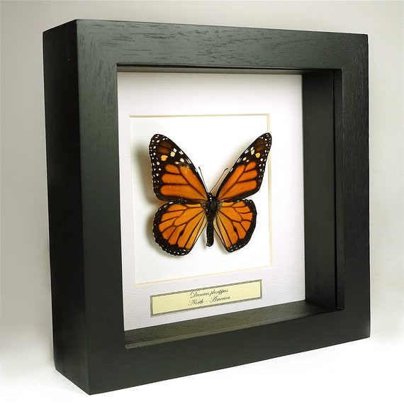 Choose Your Frame Mounted Butterfly: Danaus Plexippus - Etsy