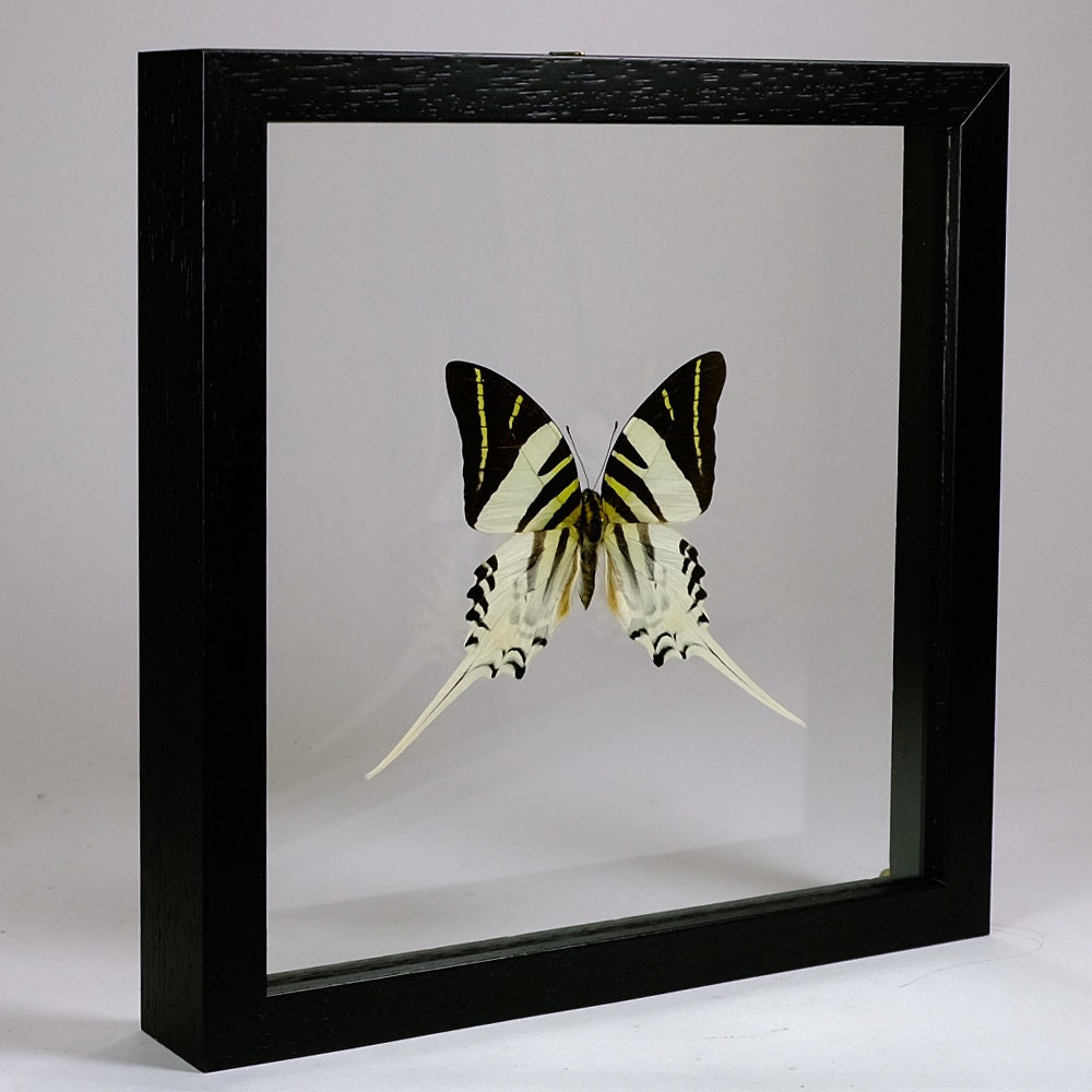 Choose Your Frame Mounted Butterfly: Graphium Androcles - Etsy