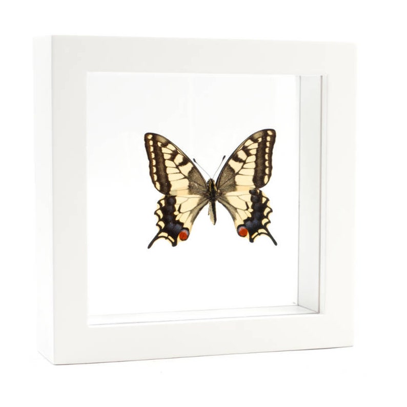 Op de afbeelding: Een ingelijst vlinder exemplaar met zwarte en gele vleugels en rode accenten. De vlinder is gemonteerd op een witte achtergrond en tentoongesteld in een wit frame.
