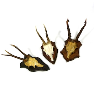 Decorative roe deer trophy for sale!