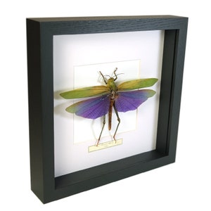 Choose your frame! Mounted grasshopper: Titanacris albipes (male)