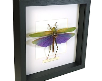 Choose your frame! Mounted grasshopper: Titanacris albipes (male)