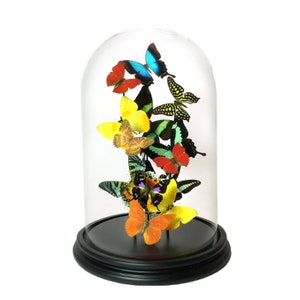 Glass dome with tropical butterflies