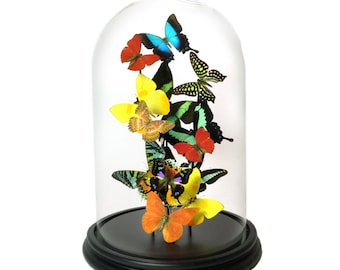 Dôme en verre avec papillons tropicaux