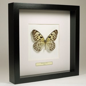 Idea Leuconoe, the Paper Kite, Rice Paper Butterfly, Large Idea Leuconoe, the Paper Kite, Rice Paper Butterfly, Large