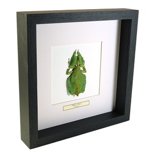 Choose your frame Mounted insect: Phyllium celebicum image 1